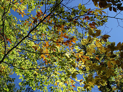 bmc22-leaves-4189