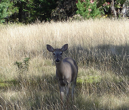 bmc_21_deer-4169