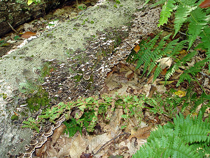 fungi1_4172
