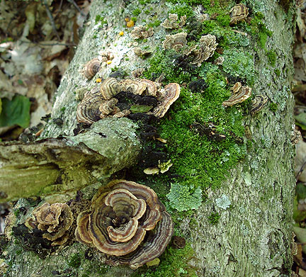 fungi2_4178