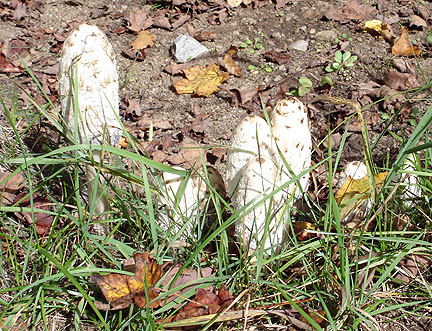 fungi3_4457
