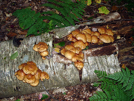 fungi4_4560