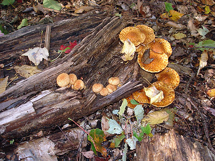 fungi5_4561