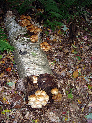 fungi6_4562