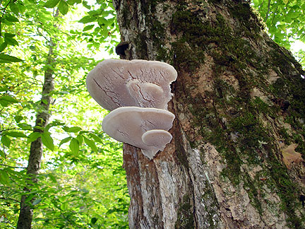 fungi7_4708