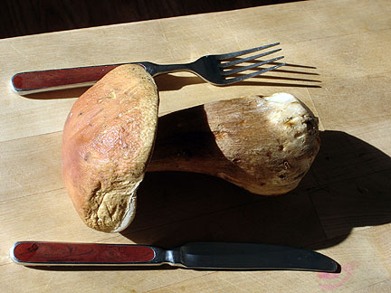 porcini_5339