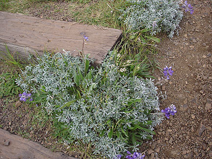blooming-lupine-on-twin-pea