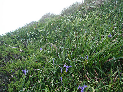 irises-on-twin-peaks6648