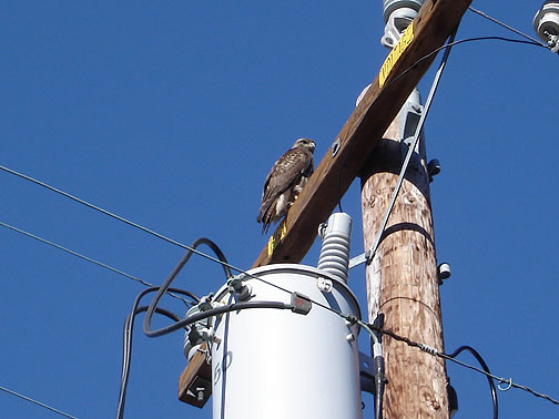 hawk-on-electric-tower2031