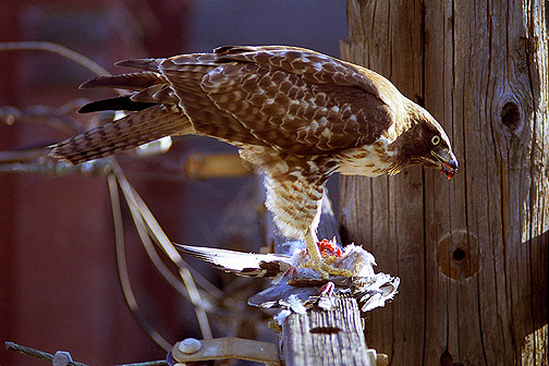 sf-eagle-eating-pigeon