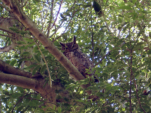 sf-owl-9799