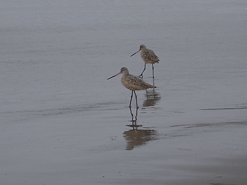 dg-bday-sandpipers7845