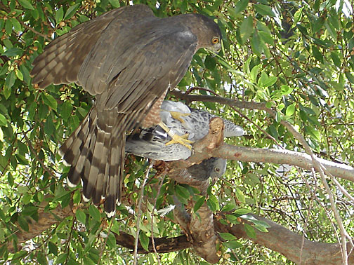 hawk_pigeon_7811
