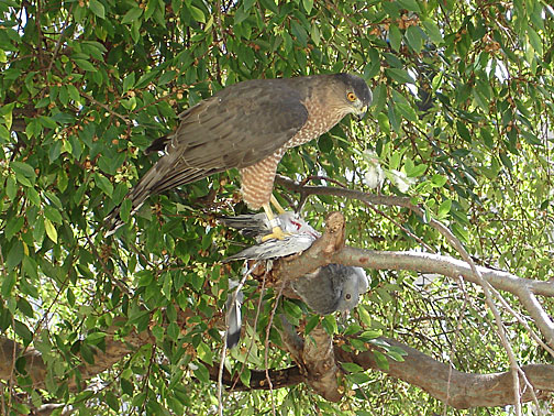 hawk_pigeon_7822
