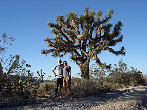 jt-cc-ac-tree7753