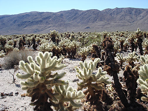 jt-cholla-cactus-7704