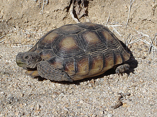 jt-desert-tortoise7750