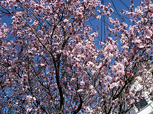 tree-blossom-plum0348
