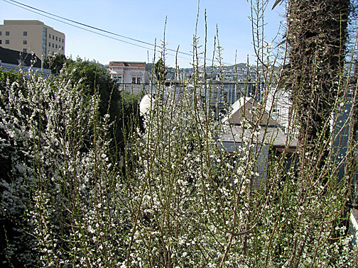 tree-blossoms0288