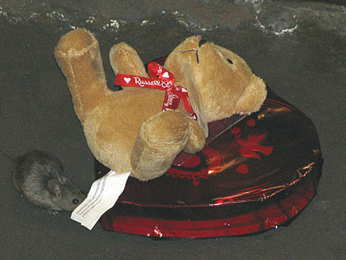 valentines-mouse-and-teddy297