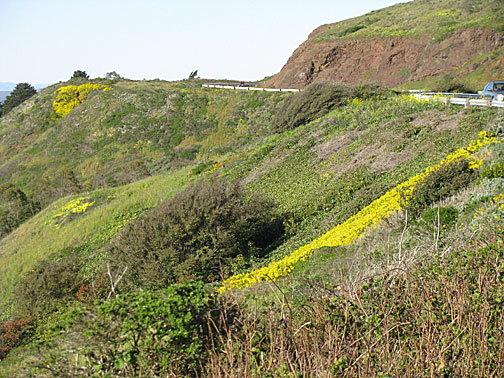 twinpeaks_goldenhill_0590