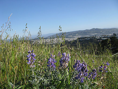 twinpeaks_lupine-view_0592