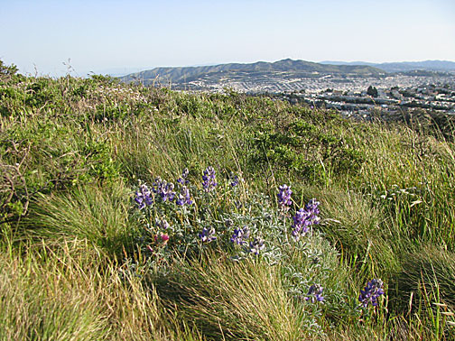 lupine-on-twinpeaks_0857