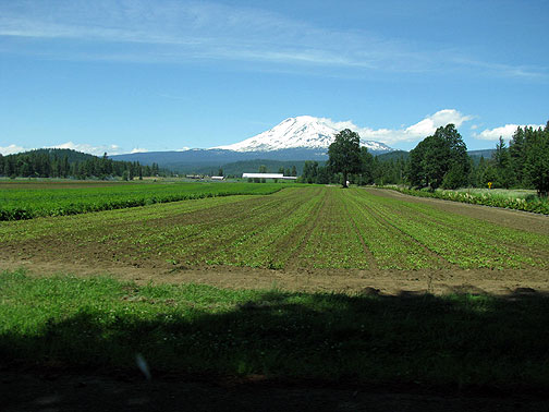 echinacea-and-mt-adams_2477