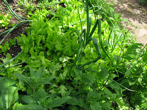 maitrea-lettuce_2310