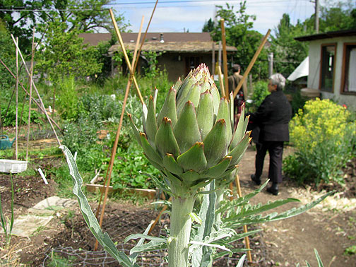 maitreya-artichoke_2313