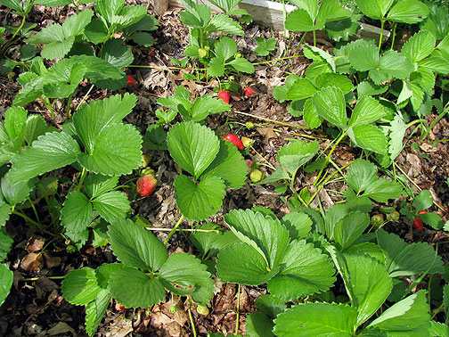 maitreya-strawberries_2314