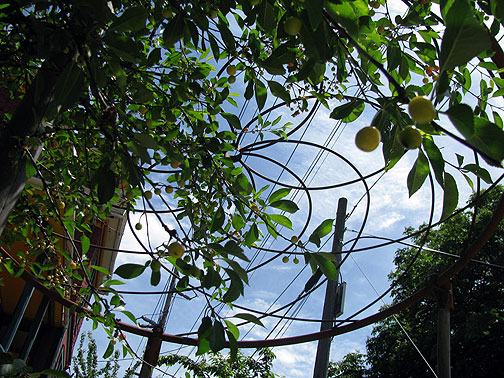 sunnyside-piazza-fruit-tree_2566