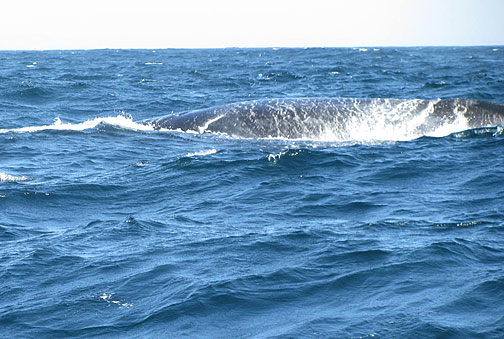 Blue whale from side.