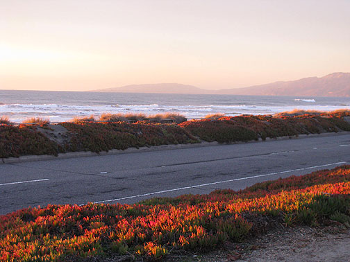 glowing-red-iceplant_5946 Ice plant on Great Highway ablaze in golden sunset light.