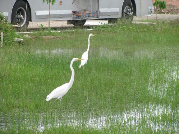 Heavy rains provide lots of habitat for herons, grazing in a flooded field with a sleeping delgate barely visible in the vehicle in the background.