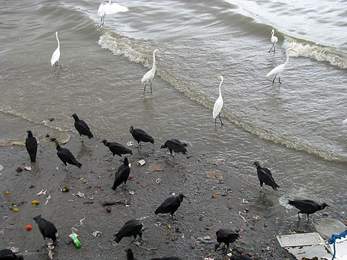 scavenging-birds_6348 Dinner time at the Harbor!