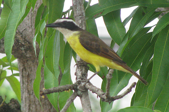 yellow-bird_6743 OK, ornithologists! Name this bird!
