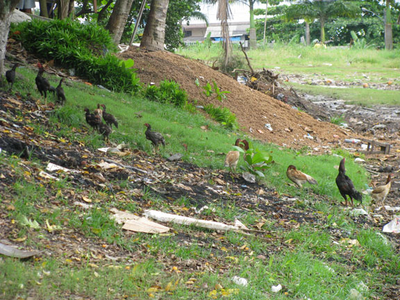 Free range chickens along the river.