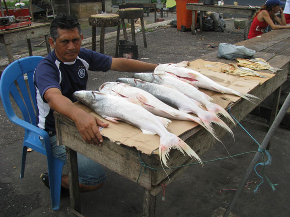 fresh-fish_7042 Fresh fish in Icoaraci.