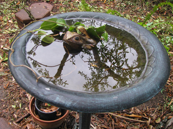 laev-frog-water-dish_7164 The backyard was pretty wet, heavy rains falling throughout my visit.