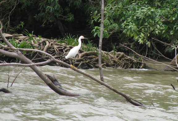 white-river-bird_7070 Your ornithological quiz for today.