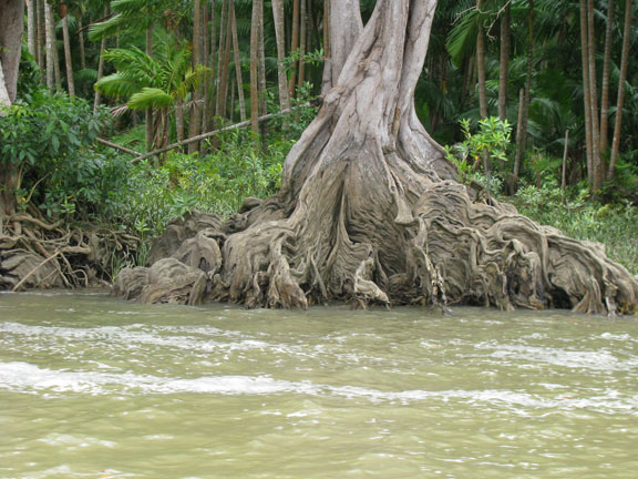 wild-shore-roots_7066 Mangrove art...