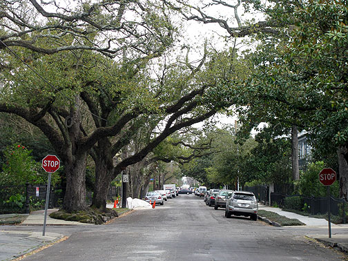 oaks-over-street_7539 Gotta love old oak trees providing a canopy over your street!