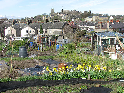daffodils-allotment-and-castle_8712 Lancaster castle on distant hilltop, allotment (community garden) in foreground.