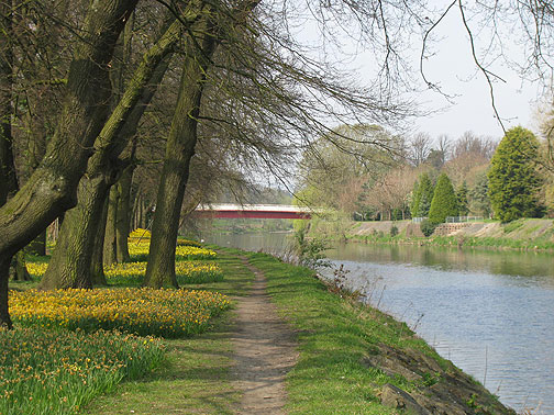 daffodils-on-river-taff_8195 April daffodils on the River Taff in Cardiff, Wales.
