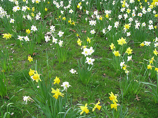 daffodils_8442 So the title of this entry makes sense! Yay Daffodils!