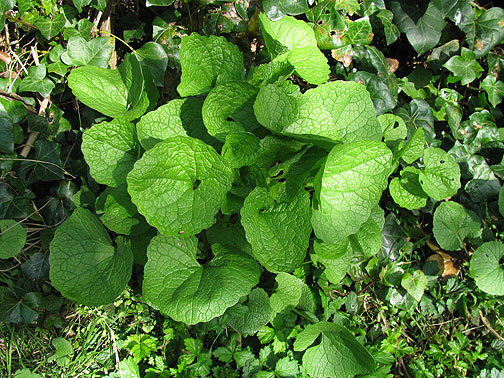 jack-in-the-hedge_8313 Jack in the Hedge, a fantastic garlicky tasting wild leafy plant, suitable for salads and just munching!