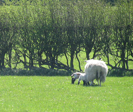 lambs-feeding_8751 Feeding time!