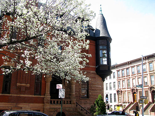 ny-blossoming-tree-and-brownstones_8901 Blossoming tree on 6th Avenue in Park Slope, Brooklyn.
