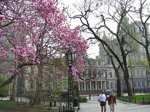 ny-magnolia-city-hall_8903 Magnolia in City Hall Park, New York.